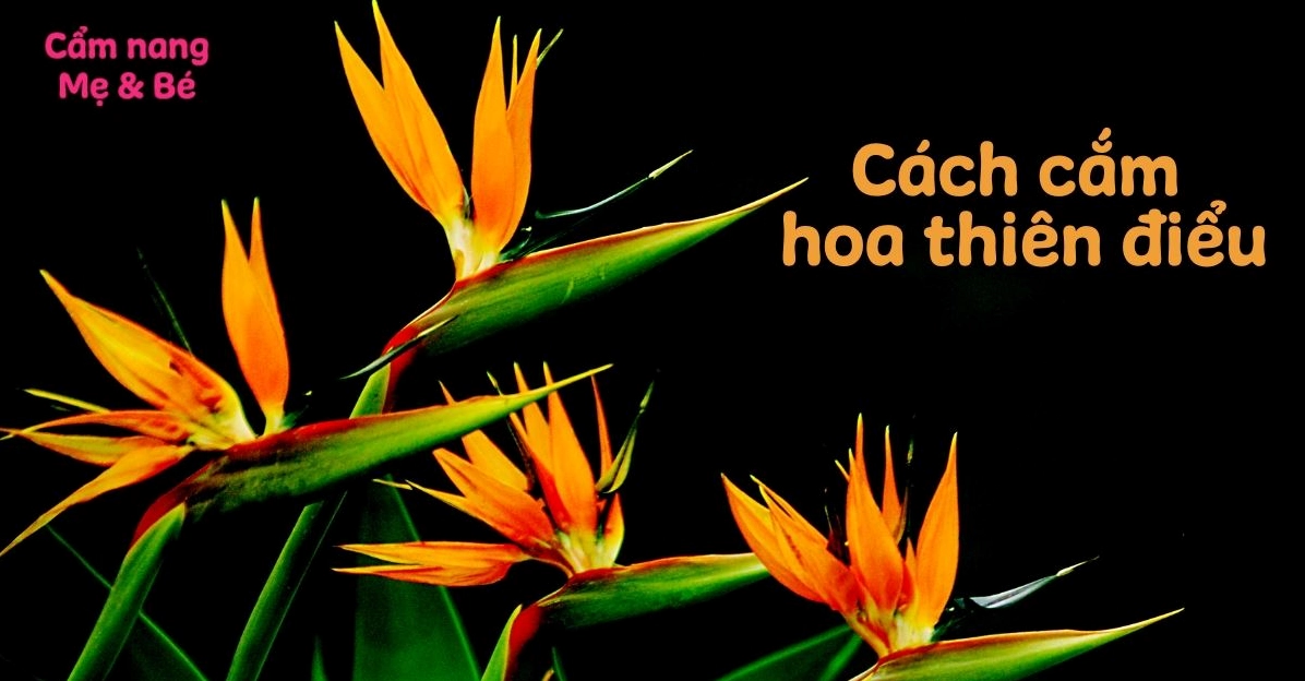 Hoa Thiên Điểu: Vẻ đẹp độc đáo, ý nghĩa thủy chung và lời cảnh báo