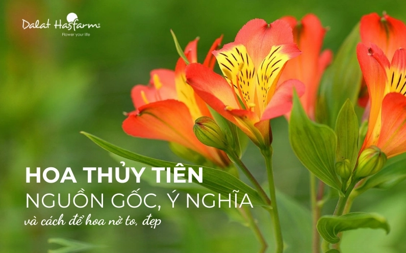 Hoa Thủy Tiên Nét Đẹp May Mắn và Ý Nghĩa Sâu Sắc