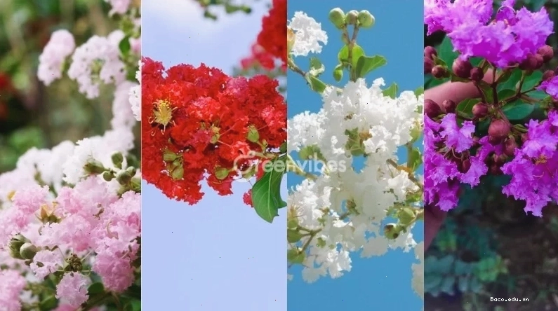 Hoa tường vi tượng trưng cho sự may mắn và thịnh vượng