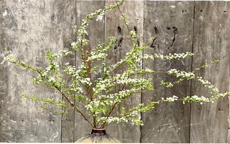 Hoa tuyết mai trên nền gỗ