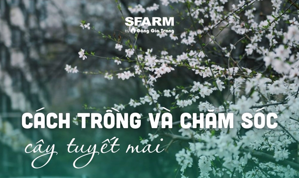 Hoa Tuyết Mai: Vẻ Đẹp Thuần Khiết Mang May Mắn Đầu Năm