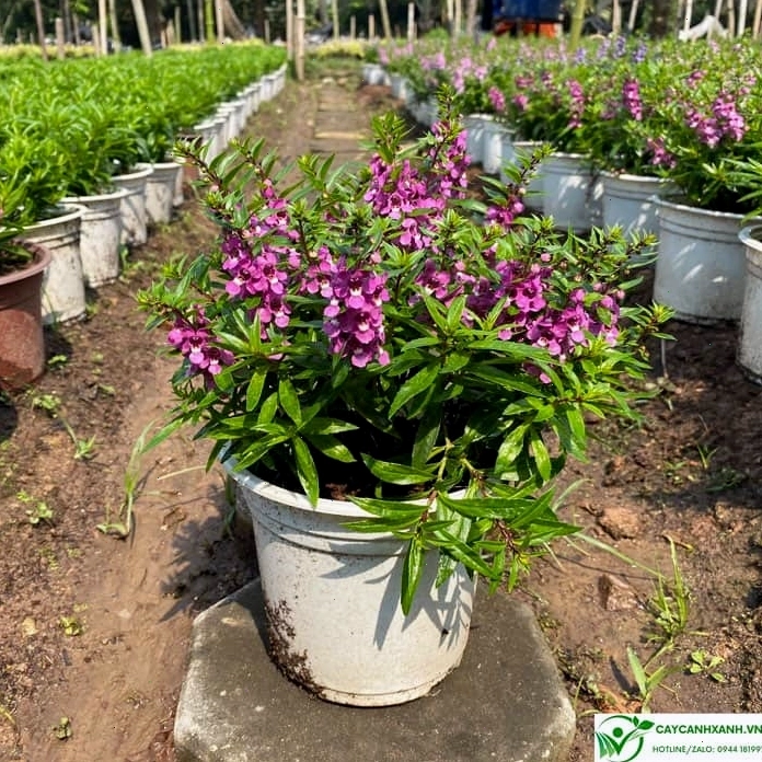Hoa violet nhật với cánh hoa màu hồng dịu dàng