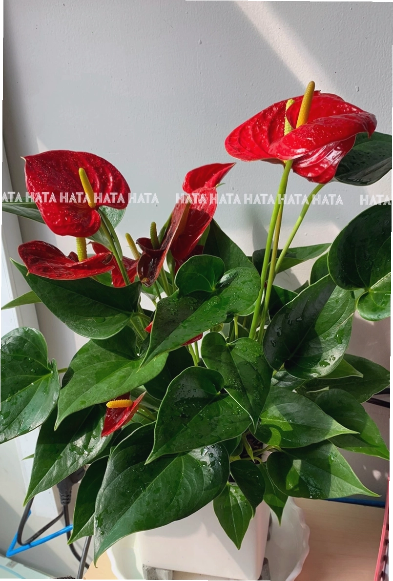 Hồng Môn chậu sứ (2 lớp)