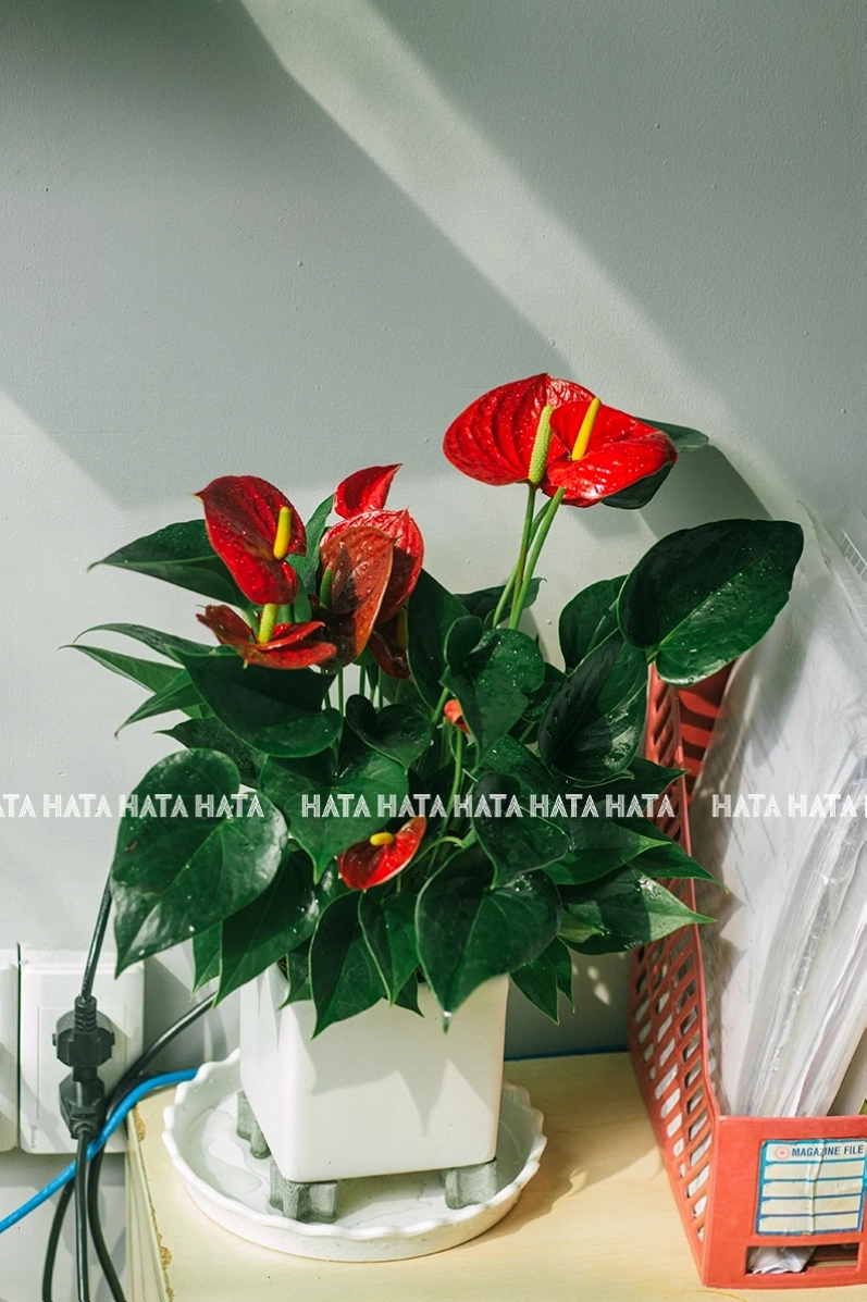 Hồng Môn chậu sứ (2 lớp)