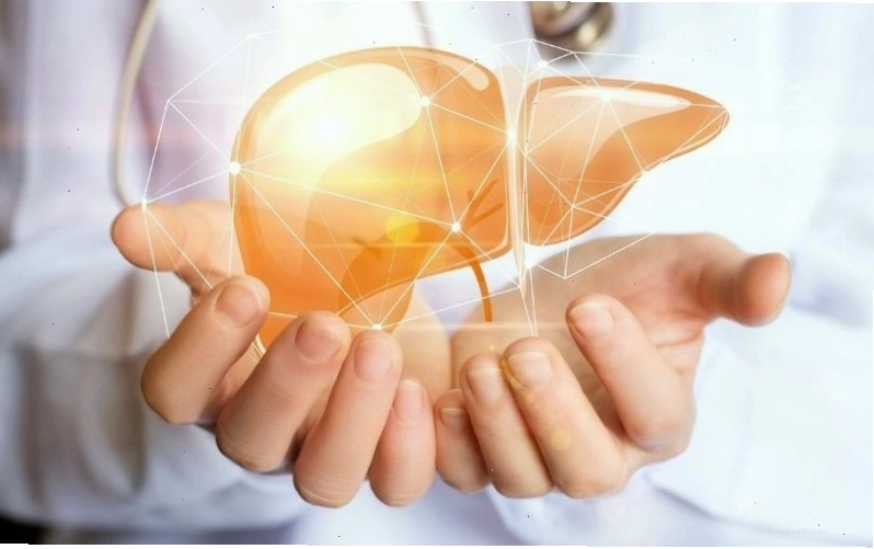 Húng chanh là một loại thảo mộc kỳ diệu cho gan