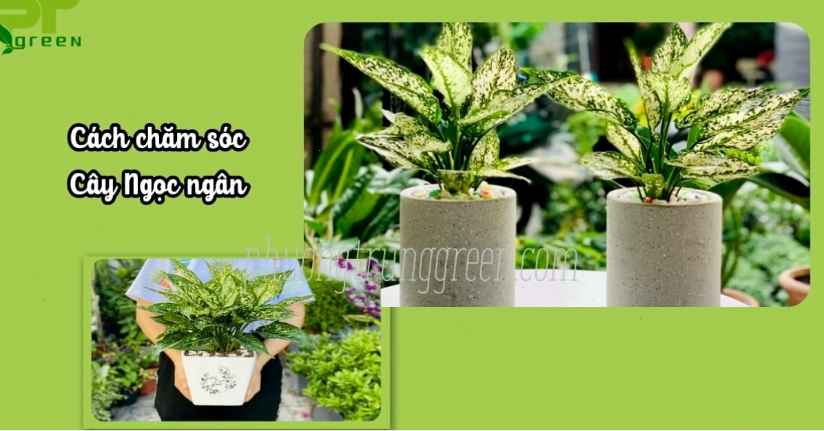 Hướng dẫn cách chăm sóc cây Ngọc ngân khỏe mạnh
