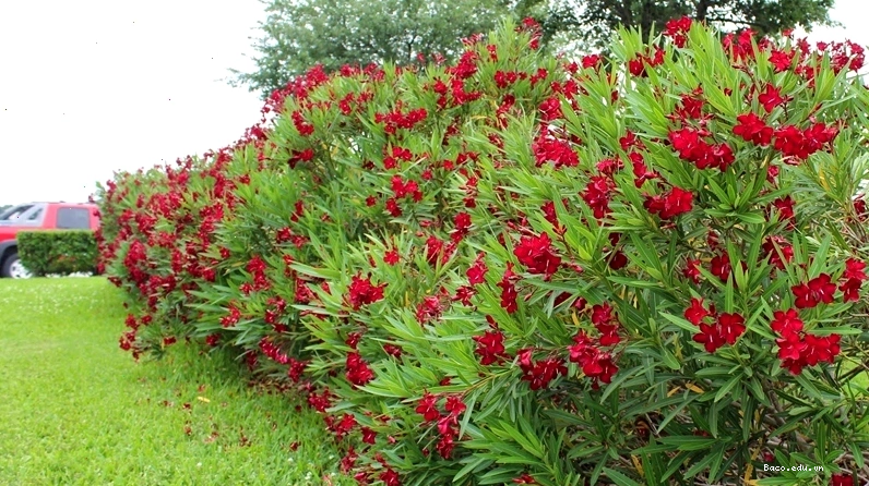 Hướng dẫn cách trồng cây trúc đào đúng cách