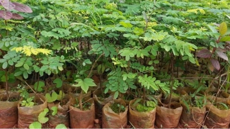 Hướng dẫn cách trồng và chăm sóc cây gỗ cẩm lai tại nhà