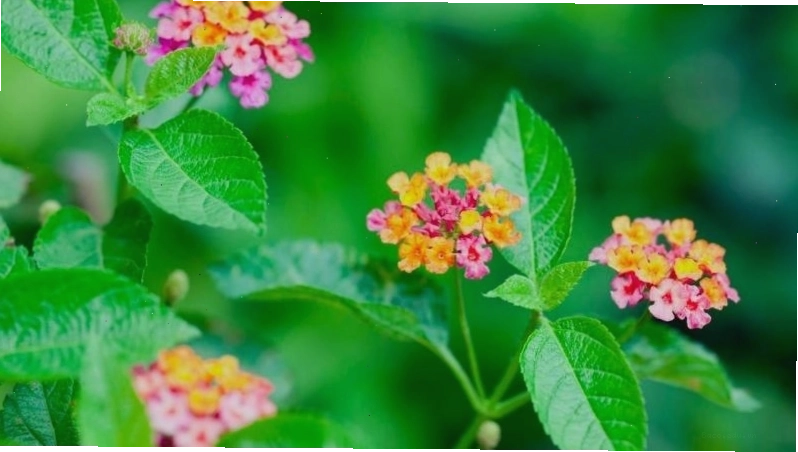 Hướng dẫn cách trồng và chăm sóc cây hoa ngũ sắc