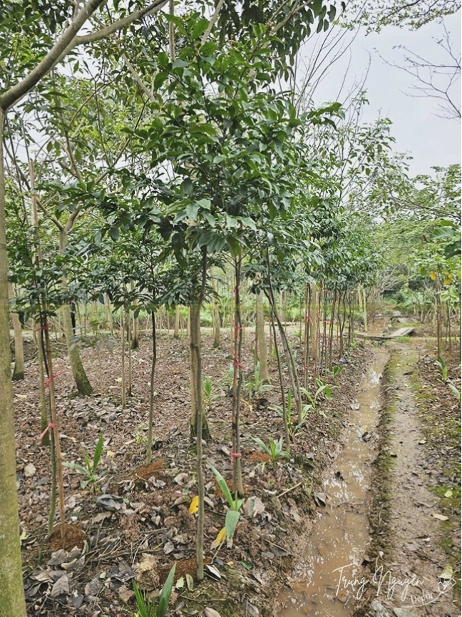 Hướng dẫn cách trồng và chăm sóc cây thị thơm