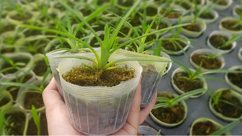 Hướng dẫn chi tiết cách trồng lan kiếm