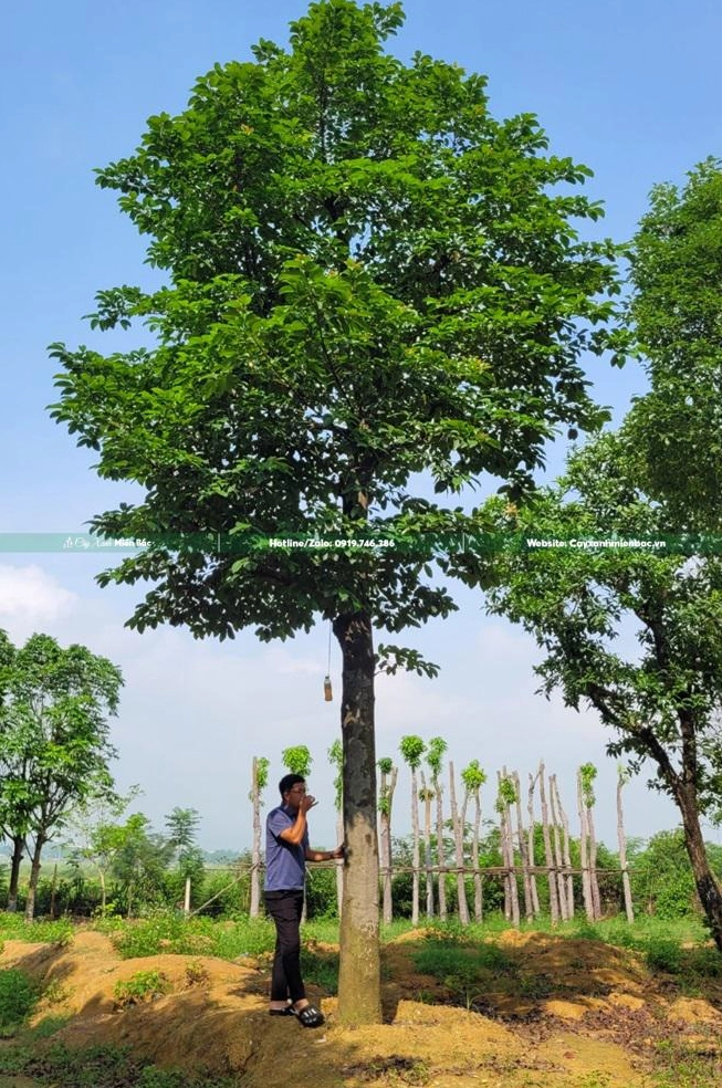 Khám Phá Thế Giới Cây Ăn Quả Dễ Trồng, Thu Hoạch Nhanh