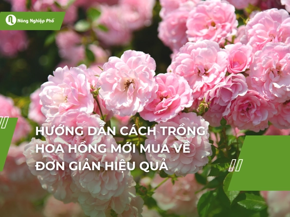 Khám Phá Thế Giới Hoa Hồng: Loài Hoa Vẻ Đẹp Bất Diệt