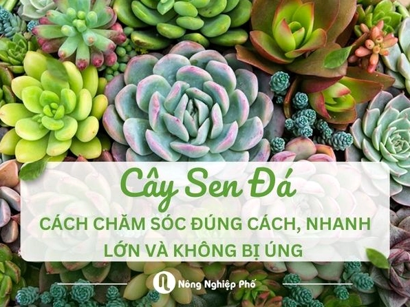Khám phá vẻ đẹp độc đáo của cây sen đá và cách chăm sóc