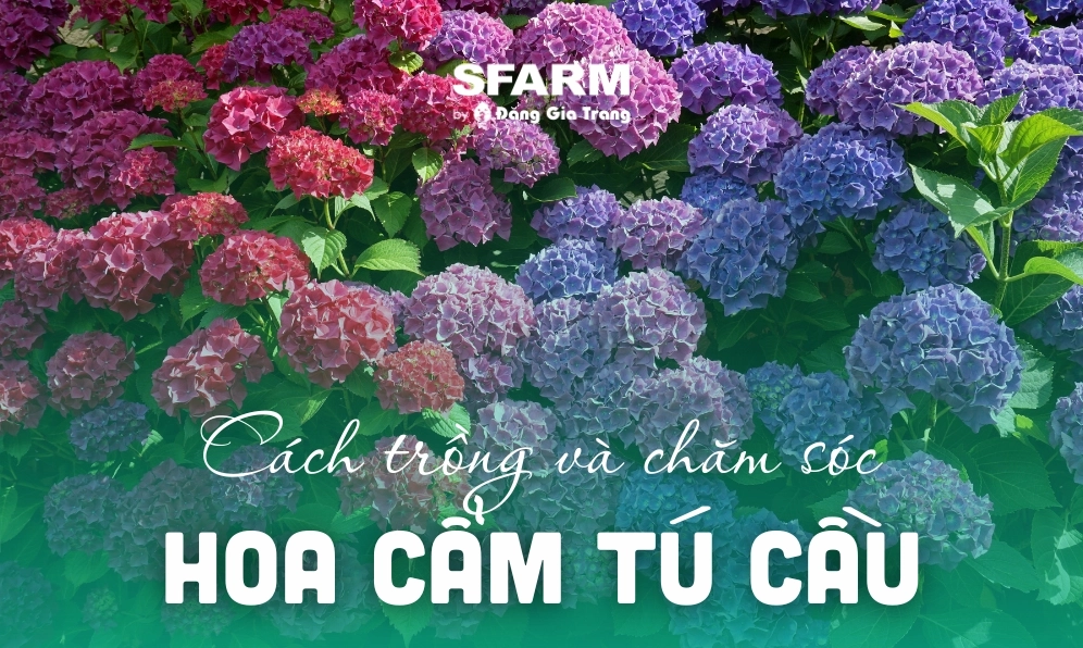 Khám Phá Vẻ Đẹp Hoa Cẩm Tú Cầu: Ý Nghĩa và Cách Trồng
