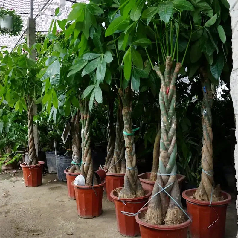 Khám phá Vẻ đẹp và Ý nghĩa Phong thủy của Cây Kim Ngân Gốc To