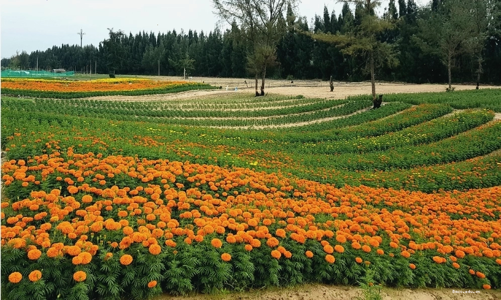 Khung cảnh cánh đồng hoa cúc vạn thọ trải dài ngút tầm mắt, tạo nên một bức tranh thiên nhiên sống động