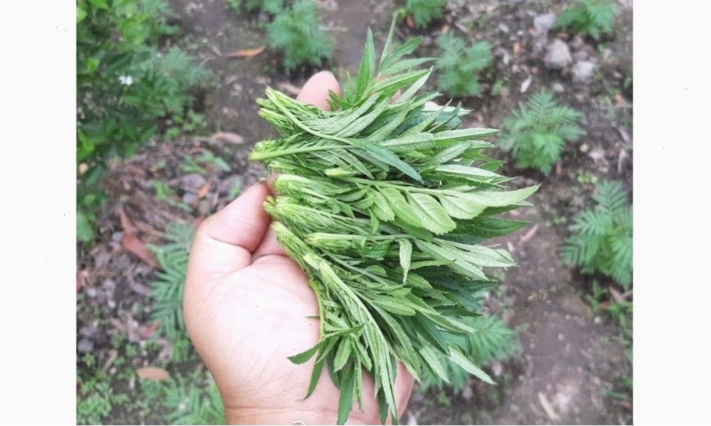 Kỹ thuật bấm ngọn giúp cây vạn thọ phân nhánh đều và cho hoa đẹp vào dịp Tết
