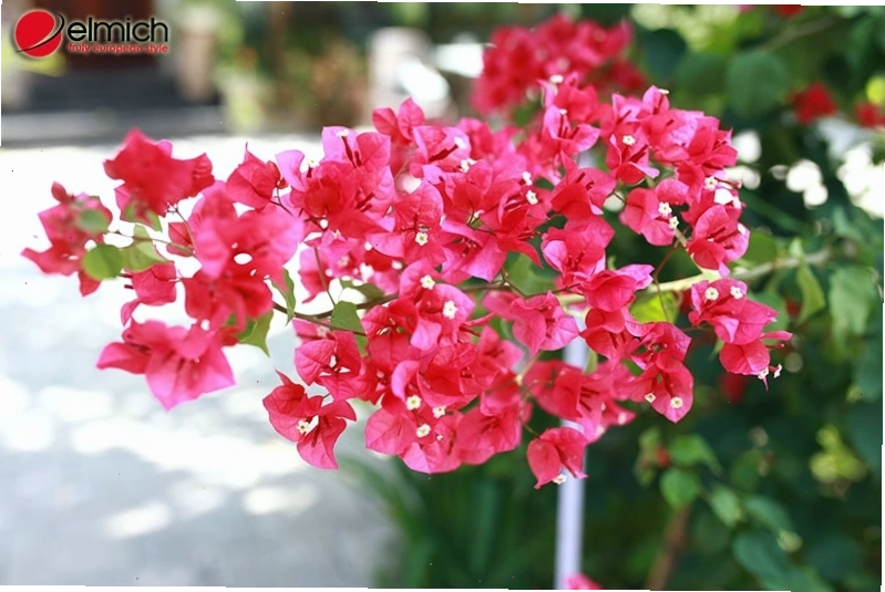 Kỹ thuật chăm sóc cây hoa giấy để cây ra nhiều hoa