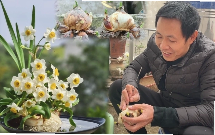 Kỹ thuật gọt củ hoa thủy tiên chuẩn