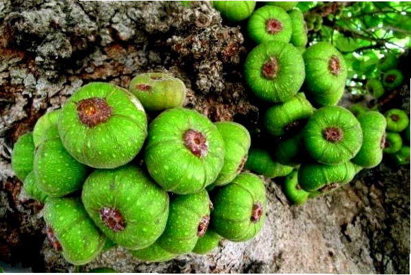 Kỹ thuật trồng cây vả