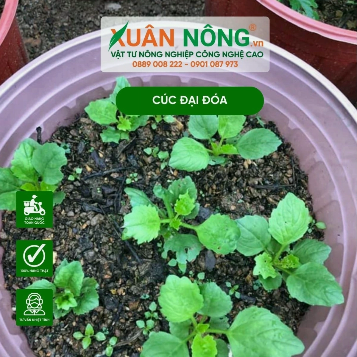 Kỹ thuật trồng hoa cúc đại đóa