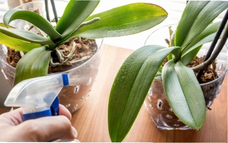 Kỹ thuật tưới nước đúng cách cho hoa lan vũ nữ