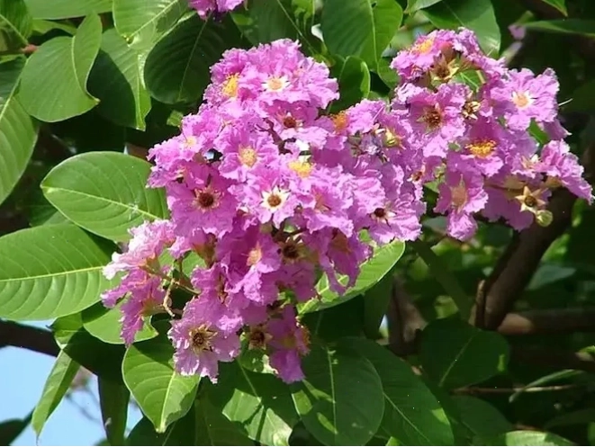 Lá cây bằng lăng xanh mướt