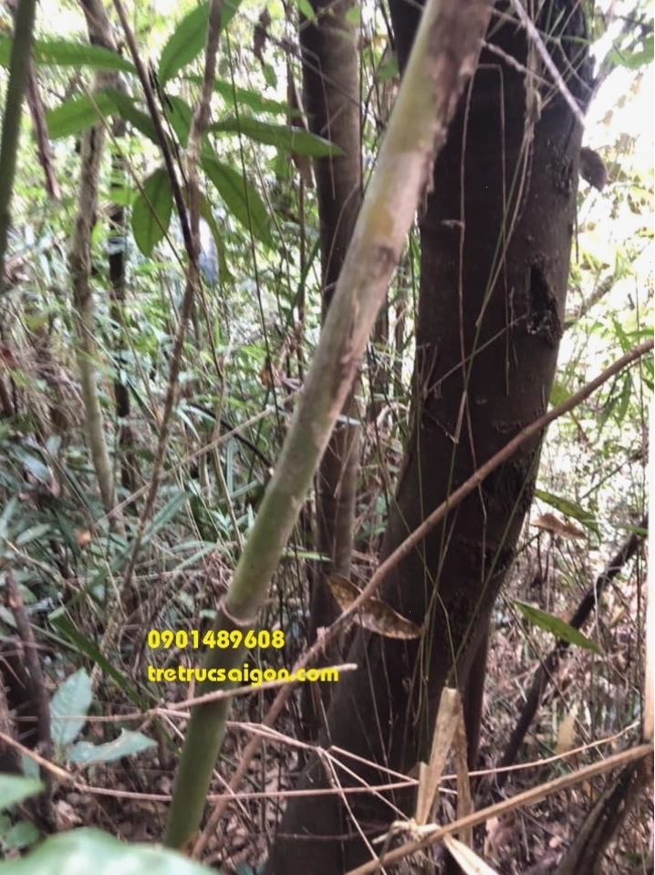 Lá cây mây xanh tươi và bóng mượt