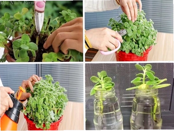 Lá cây nhất mạt hương xanh tốt, ít bị sâu bệnh