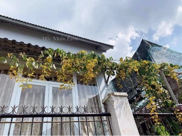 Lan hoàng dương với sắc vàng tươi tắn