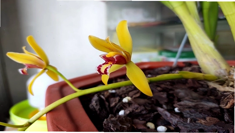 Lan kiếm hai màu với sự phối hợp màu sắc độc đáo