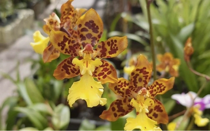 Lan vũ nữ miltonia với những cánh hoa độc đáo