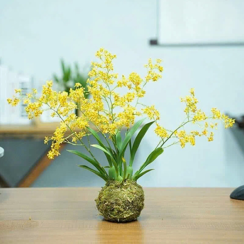 Lan Vũ Nữ: Vẻ Đẹp Say Đắm Của Loài Hoa Khiêu Vũ