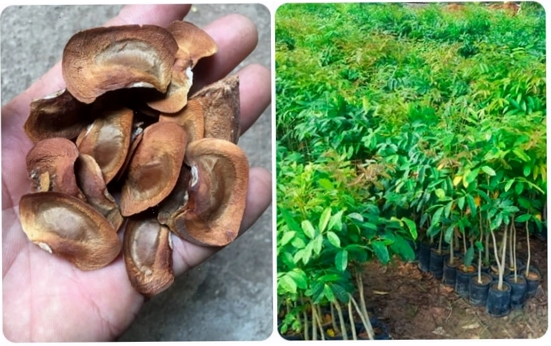 Lựa chọn hạt giống xà cừ khỏe mạnh là bước đầu tiên để trồng cây