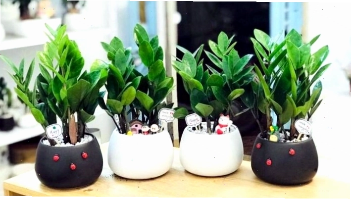Lựa chọn màu chậu kim tiền phù hợp để ngũ hành được hòa hợp và tăng cường vượng khí.