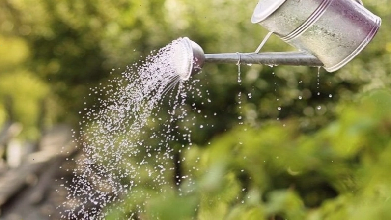Lượng nước tưới phù hợp cho cây chuỗi ngọc