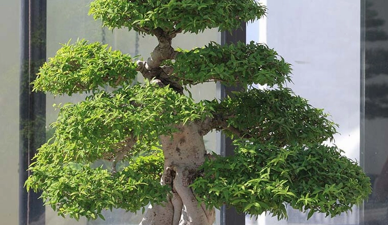 Mai Chiếu Thủy: Vẻ Đẹp Thanh Tao Và Ý Nghĩa Phong Thủy Sâu Sắc