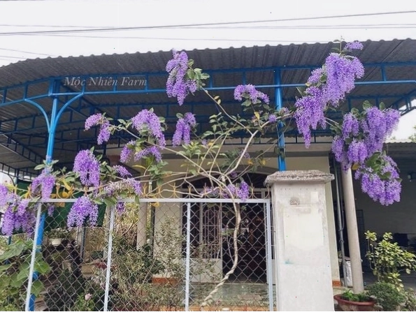 Mai xanh Thái leo 806