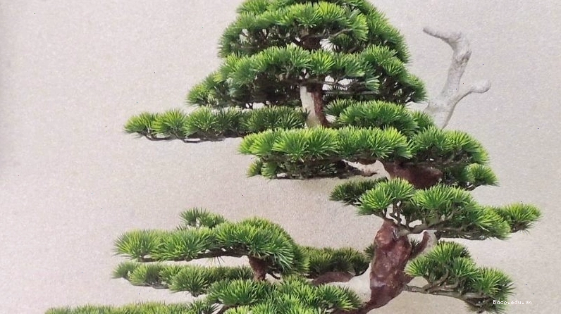 Minh họa các loại cây tùng bách khác nhau, mỗi loại có nét độc đáo riêng
