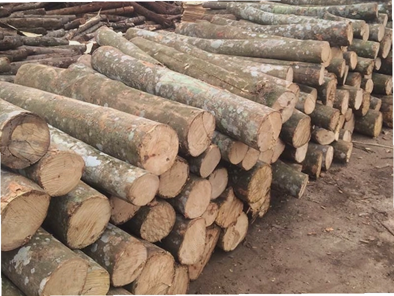 Minh họa thông tin về gỗ keo