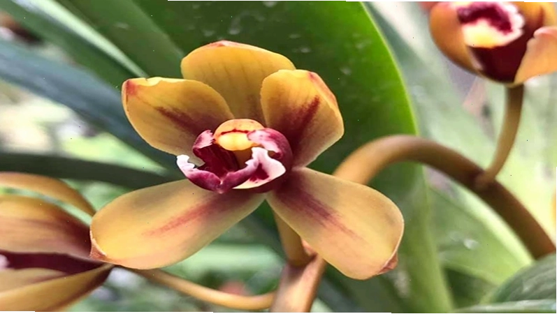 Minh họa về lan kiếm tiên vũ