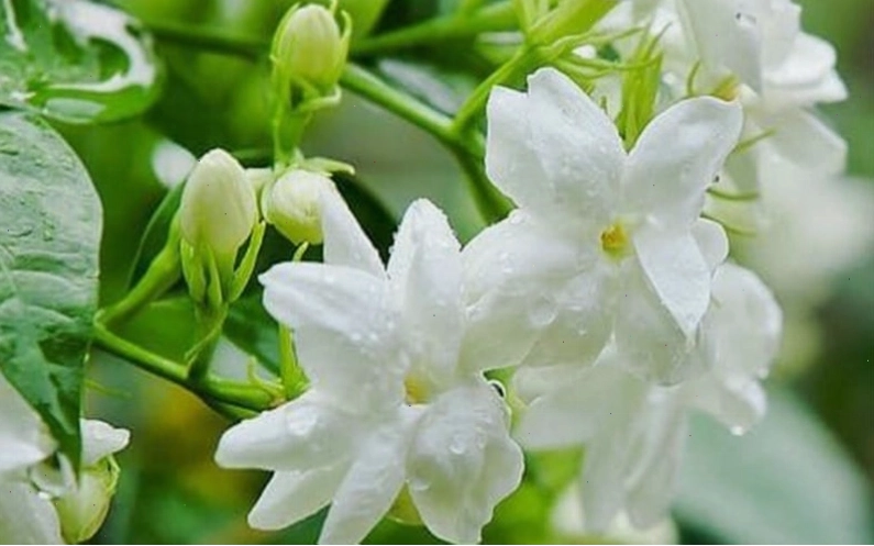 Minh họa về nguồn gốc đa dạng của cây hoa nhài trên thế giới