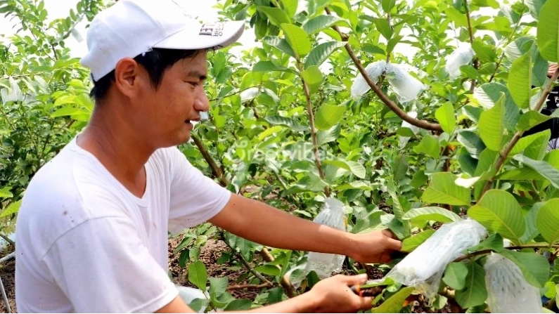 Môi trường sống lý tưởng cho cây ổi phát triển