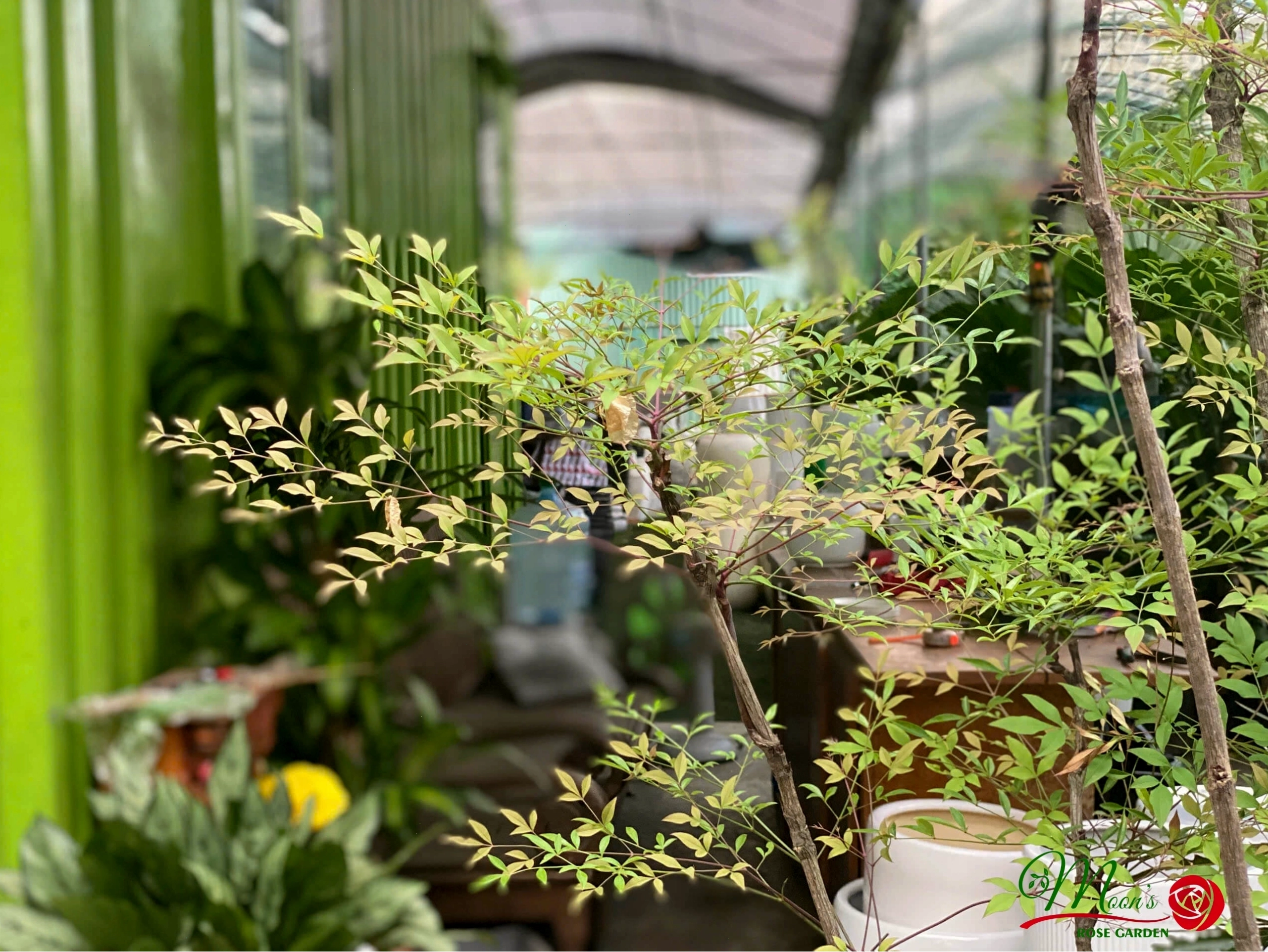 Một bụi cây Nam Thiên Trúc được trồng trong chậu, thể hiện sức sống mãnh liệt