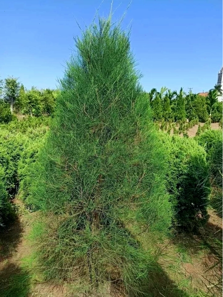Một cây dương liễu được tạo dáng bonsai