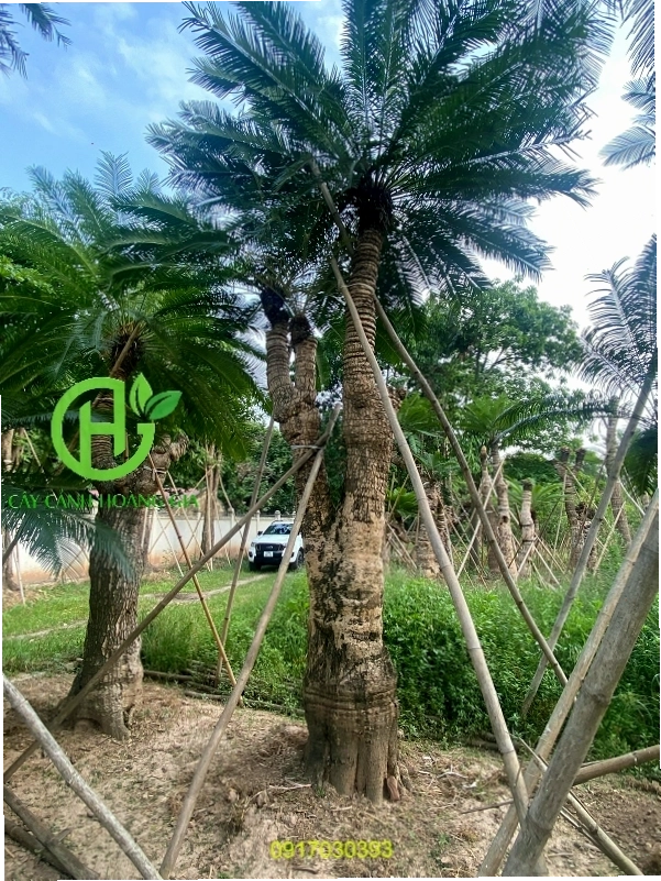 Một cây thiên tuế đẹp với tán lá xanh tươi