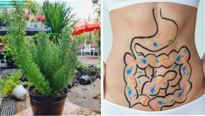 Một chùm quả đen nhỏ xinh của cây đuôi chồn