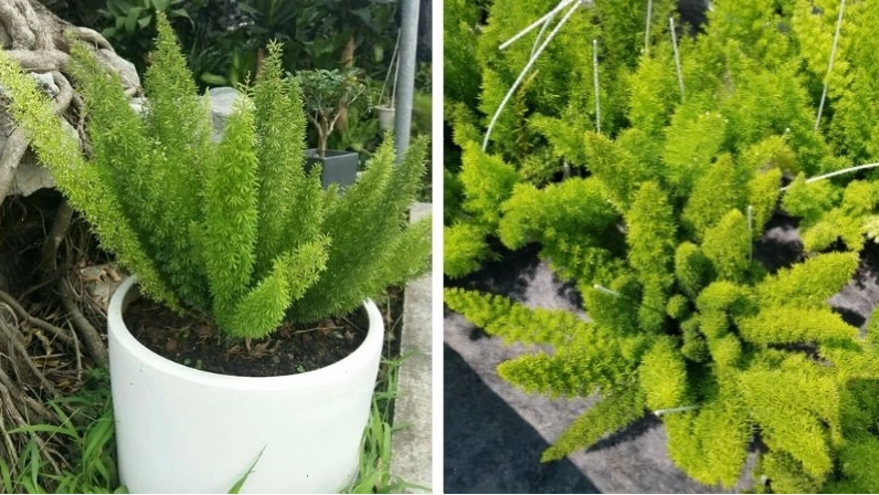 Một góc nhỏ trong nhà được bài trí với cây đuôi chồn