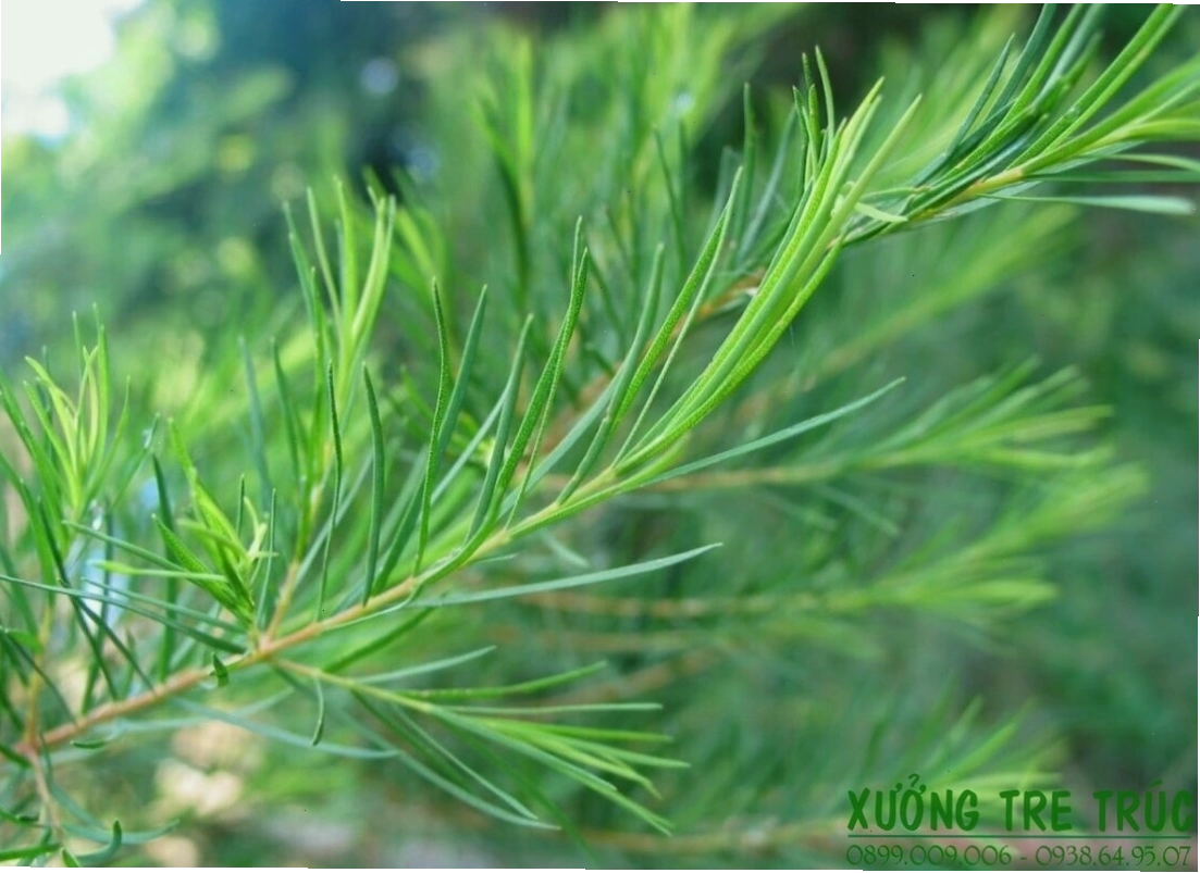 Một người đang thu hoạch lá tràm